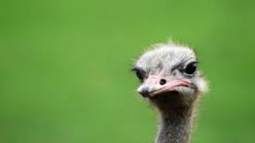 Image symbolising an ostrich business