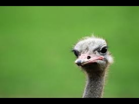 Image symbolising an ostrich business